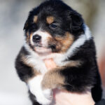 Bluebell-female-Australian-Shepherd-puppy-for-sale-4