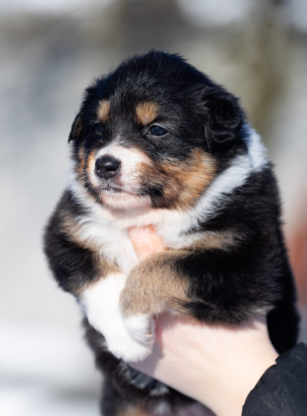 Bluebell Australian Shepherd Bluebell Australian Shepherd