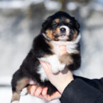 Bluebell-female-Australian-Shepherd-puppy-for-sale-5
