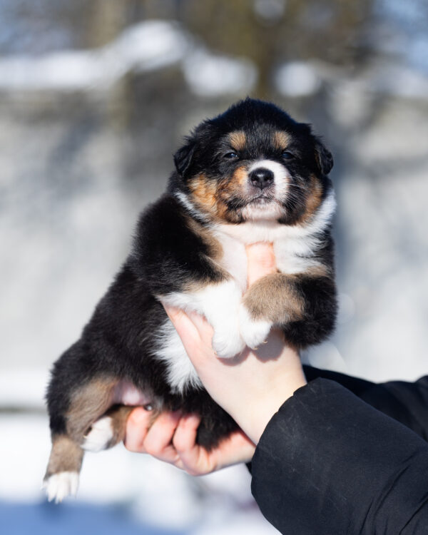 Bluebell Australian Shepherd Bluebell Australian Shepherd