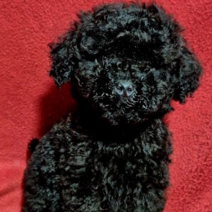 Bobo Toy Poodle Bobo Toy Poodle