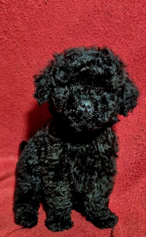 Bobo Toy Poodle Bobo Toy Poodle