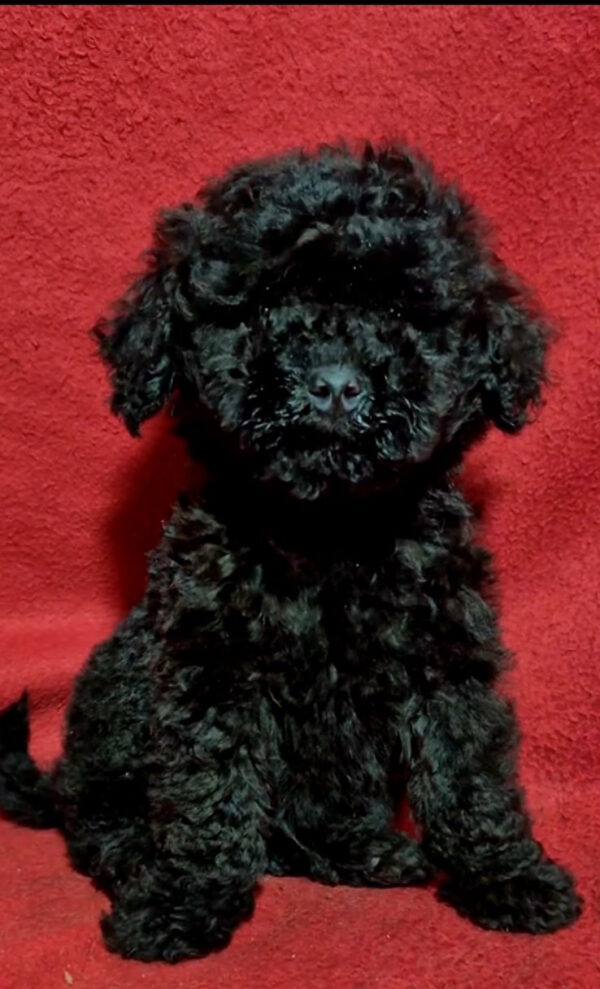 Bobo Toy Poodle Bobo Toy Poodle