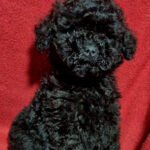 Bobo-male-toy-poodle-puppy-for-sale-1 (3)