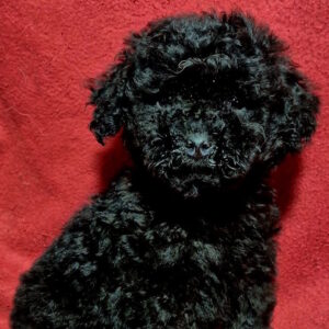 Bobo Toy Poodle Bobo Toy Poodle