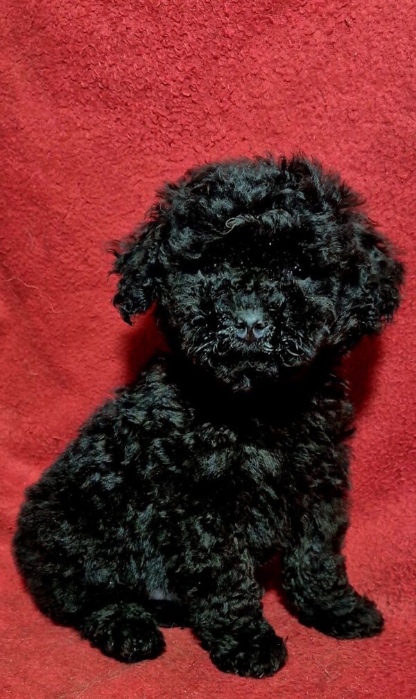 Bobo Toy Poodle Bobo Toy Poodle
