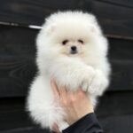 Bohemia-female-pomeranian-puppy-for-sale-1 (1)