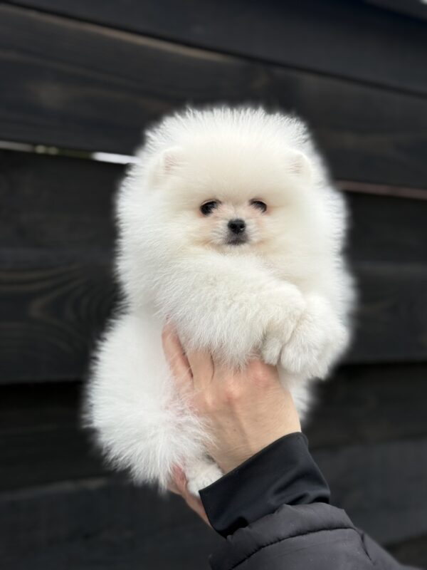 Bohemia Pomeranian Bohemia Pomeranian