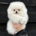 Bohemia-female-pomeranian-puppy-for-sale-1 (2)