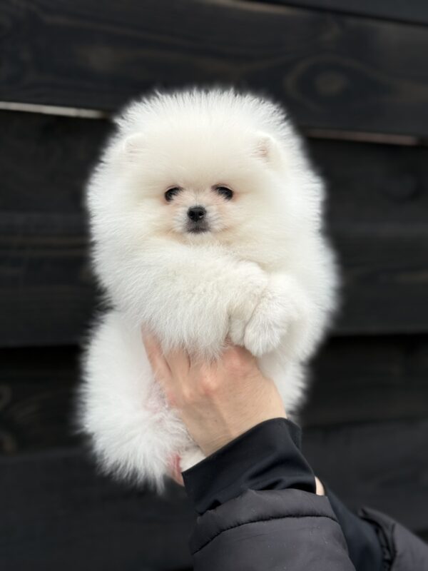 Bohemia Pomeranian Bohemia Pomeranian