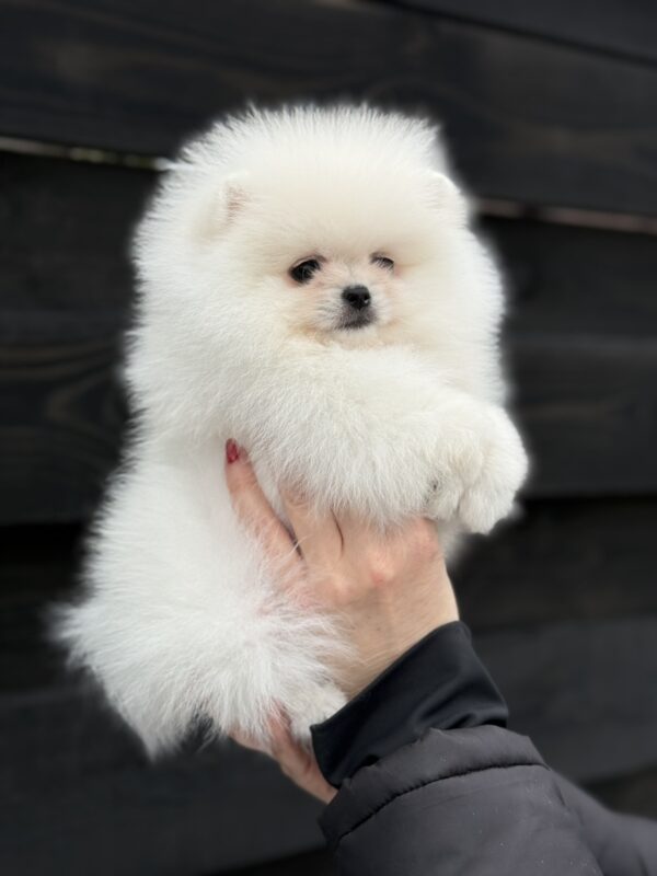 Bohemia Pomeranian Bohemia Pomeranian