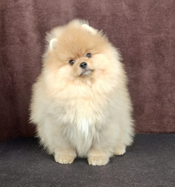 Bombay Pomeranian Bombay Pomeranian