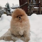Bombay-male-pomeranian-puppy-for-sale-1