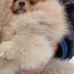 Bombay-male-pomeranian-puppy-for-sale-1 (2)