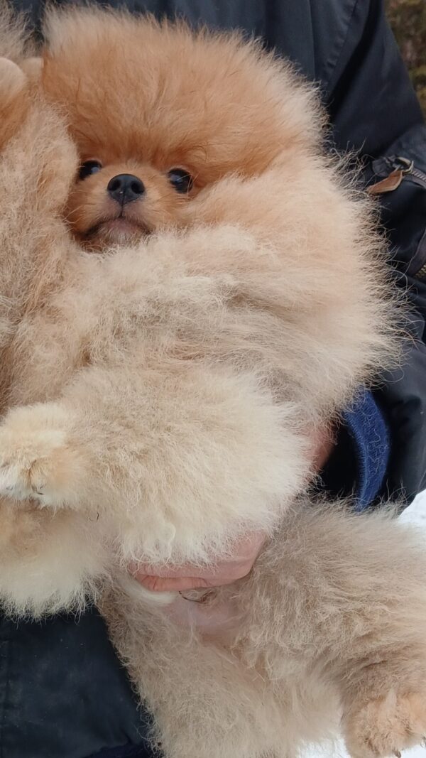 Bombay Pomeranian Bombay Pomeranian