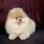 Bombay-male-pomeranian-puppy-for-sale-1 (3)