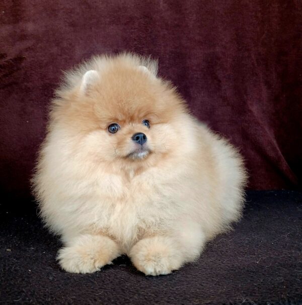 Bombay Pomeranian Bombay Pomeranian