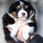 Bonnie-female-Australian-Shepherd-puppy-for-sale-1