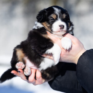 Bonnie Australian Shepherd Bonnie Australian Shepherd