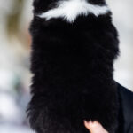 Bonnie-female-Australian-Shepherd-puppy-for-sale-3