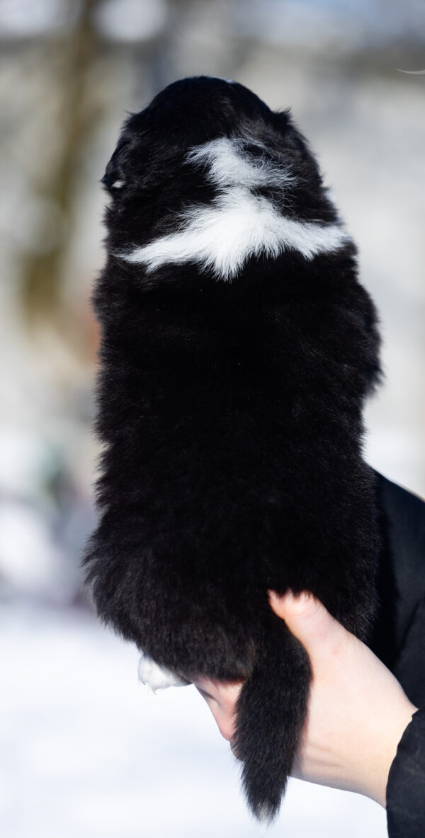 Bonnie Australian Shepherd Bonnie Australian Shepherd