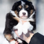 Bonnie-female-Australian-Shepherd-puppy-for-sale-4