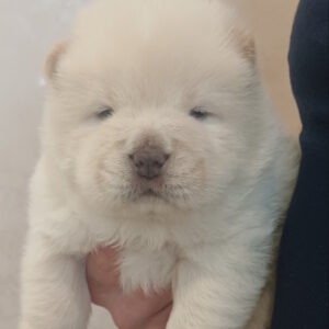 Bosfor Chow-Chow Bosfor Chow-Chow