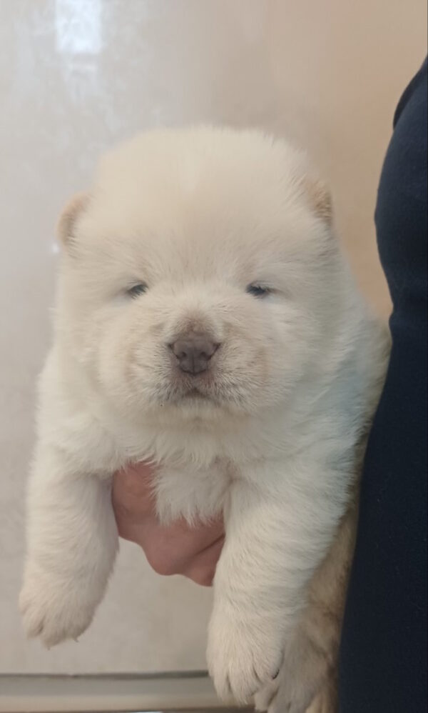 Bosfor Chow-Chow Bosfor Chow-Chow