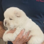 Bosfor-male-chow-chow-puppy-for-sale-1 (2)