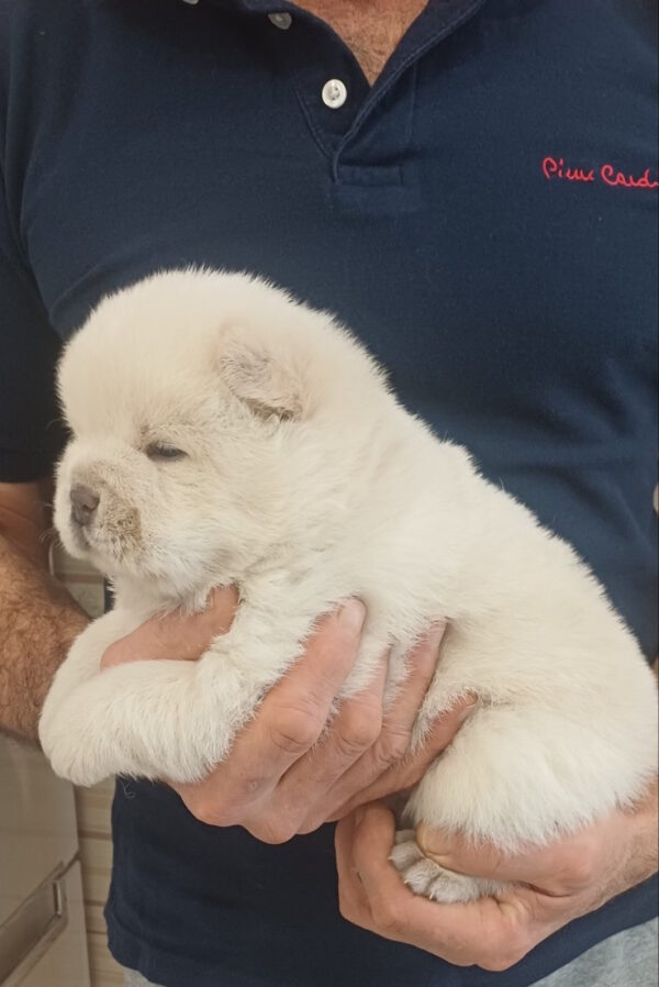 Bosfor Chow-Chow Bosfor Chow-Chow