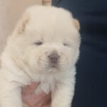 Bosfor-male-chow-chow-puppy-for-sale-1 (3)