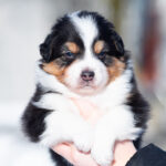 Bowie-male-Australian-Shepherd-puppy-for-sale-1