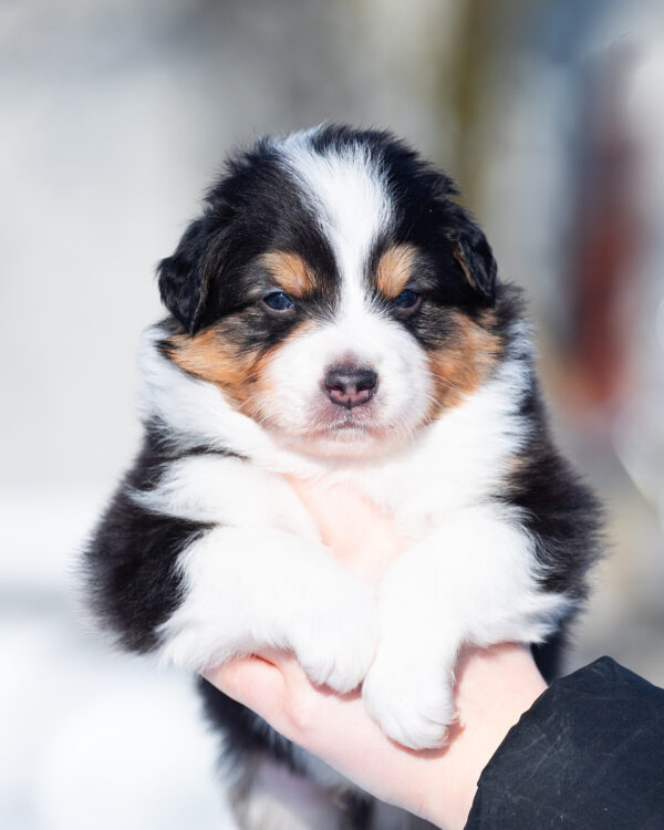 Bowie Australian Shepherd Bowie Australian Shepherd