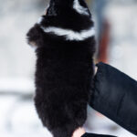 Bowie-male-Australian-Shepherd-puppy-for-sale-2