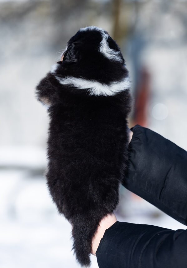 Bowie Australian Shepherd Bowie Australian Shepherd