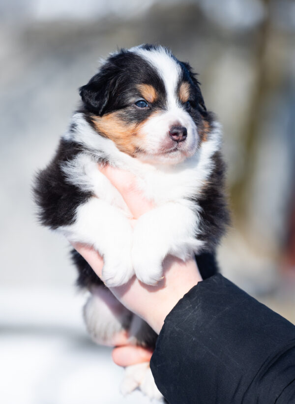 Bowie Australian Shepherd Bowie Australian Shepherd