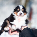 Bowie-male-Australian-Shepherd-puppy-for-sale-4