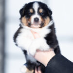 Brock-male-Australian-Shepherd-puppy-for-sale-1