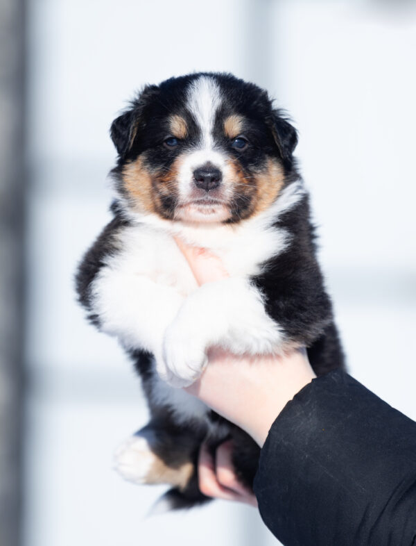 Brock Australian Shepherd Brock Australian Shepherd