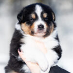 Brock-male-Australian-Shepherd-puppy-for-sale-2