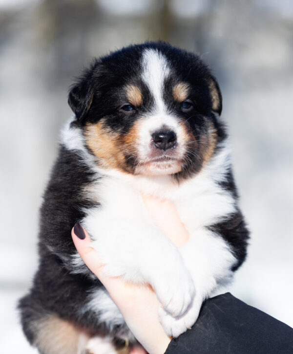 Brock Australian Shepherd Brock Australian Shepherd