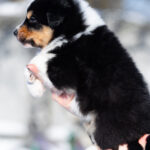 Brock-male-Australian-Shepherd-puppy-for-sale-3