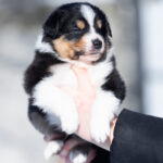 Brock-male-Australian-Shepherd-puppy-for-sale-4