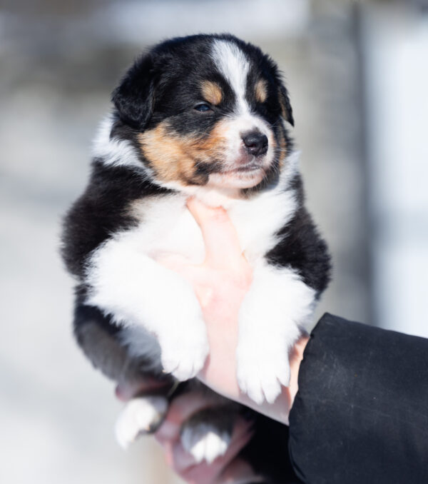 Brock Australian Shepherd Brock Australian Shepherd