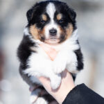 Brock-male-Australian-Shepherd-puppy-for-sale-5