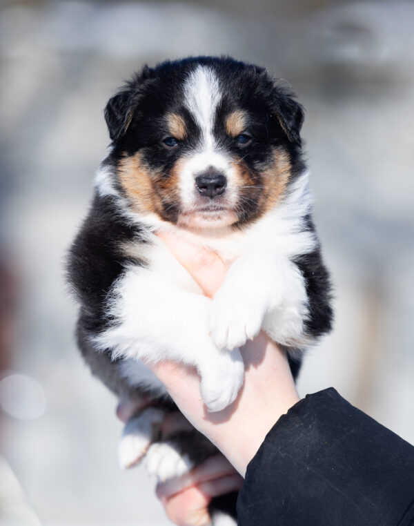Brock Australian Shepherd Brock Australian Shepherd