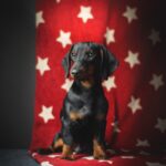 Bullet-male-Dachshund-puppy-for sale-1
