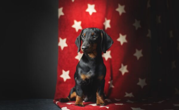 Bullet Miniature Dachshund Bullet Miniature Dachshund