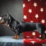 Bullet-male-Dachshund-puppy-for sale-2
