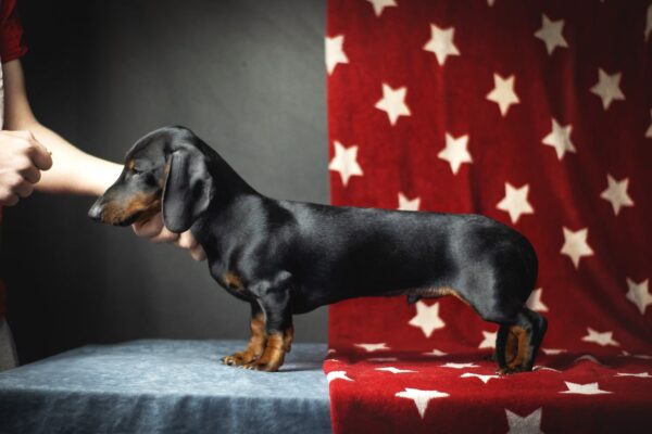 Bullet Miniature Dachshund Bullet Miniature Dachshund